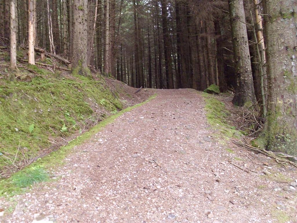 endless forest trails